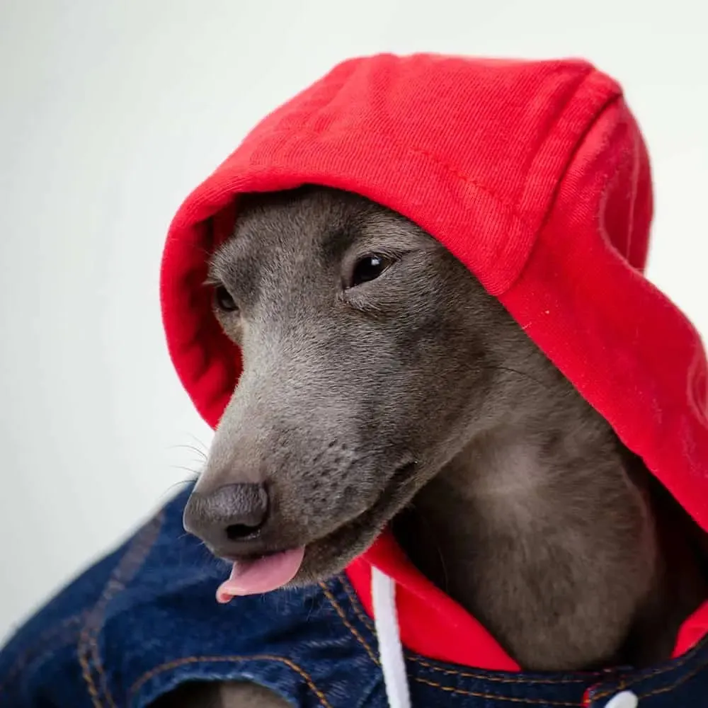Hunde Jeansjacke mit Sweatshirt Details "Jeans-Hoodie red"